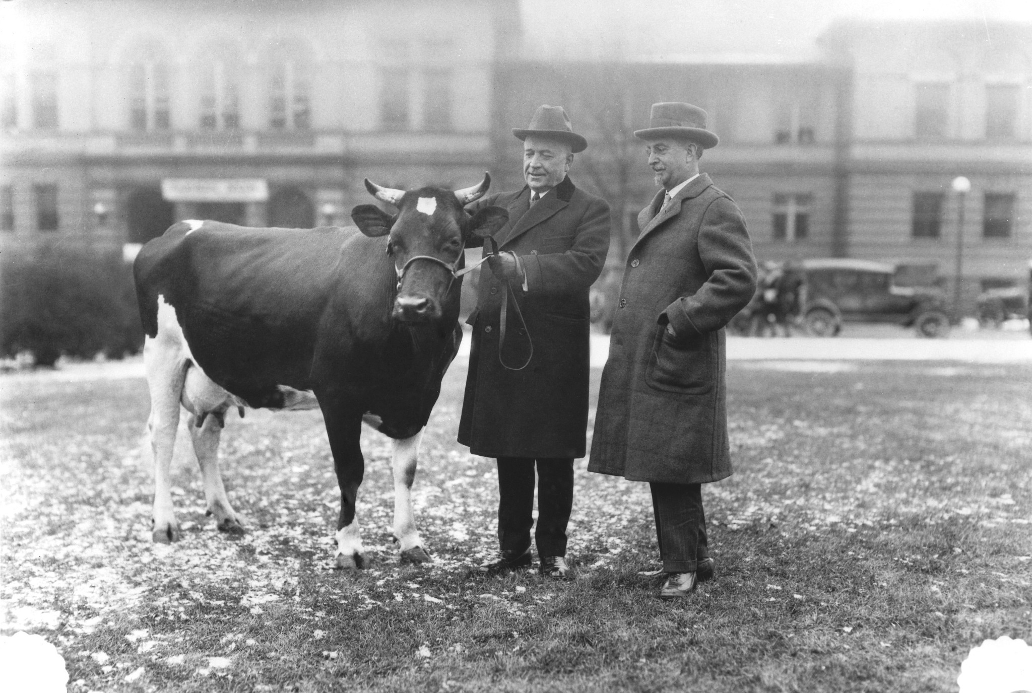 Archival black-and-white photograph of Dean Alfred Vivian holding the halter of the Holstein cow Maudine Ormsby next to former Illinois Gov. Frank Lowden on campus lawn in 1926.