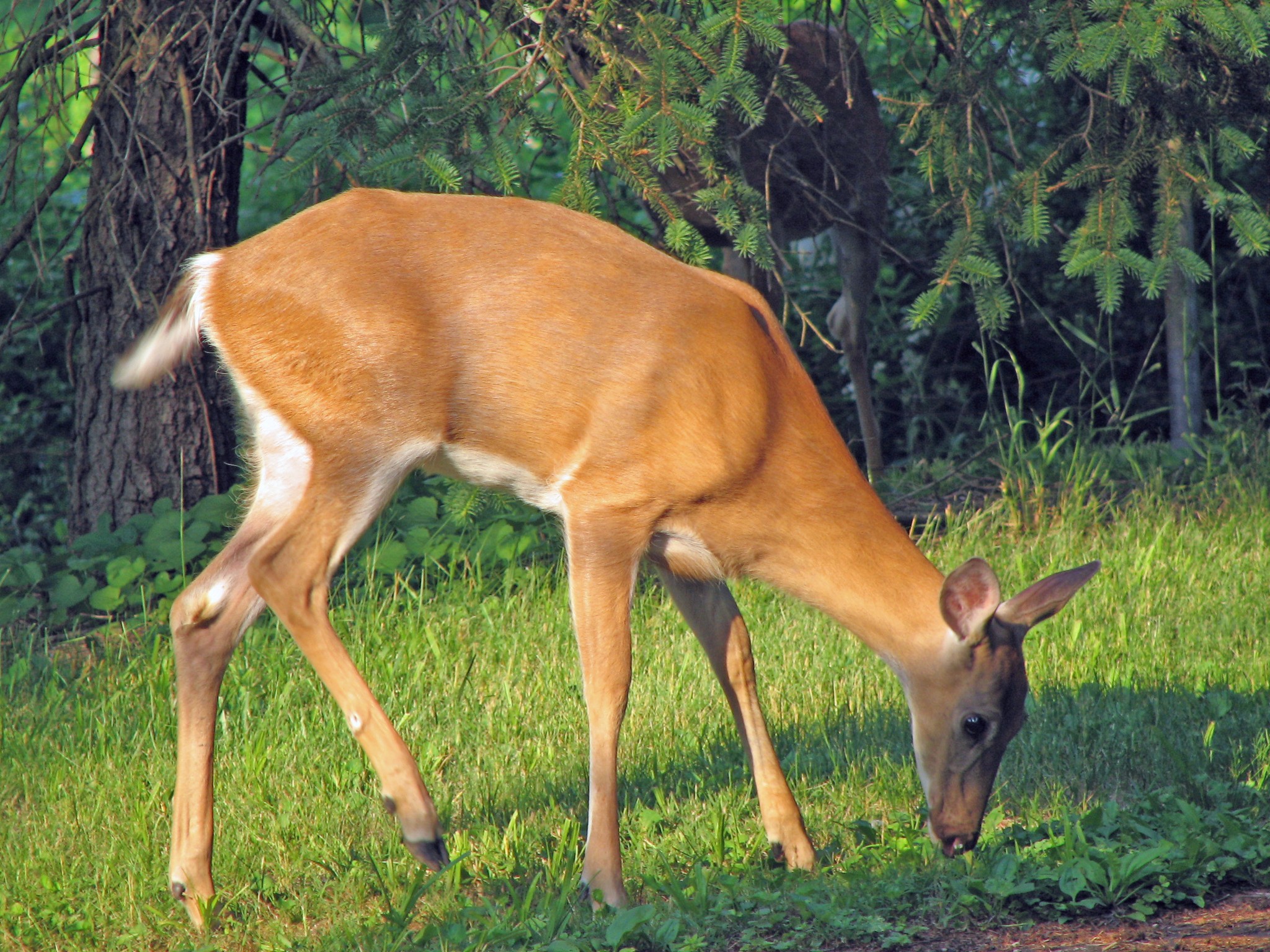 A white-tailed deer doe grazes on a green lawn with head bent down toward the grass, set against pine trees and low shrubs in central Ohio.
